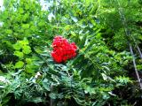 Природа - Горе в планината. Красиви снимки за Вашият работен плот. Desktop wallpapers - картинки и снимки за работния плот на вашия компютър. Уникални, авторски и неповторими - места и моменти. Снимка № 104